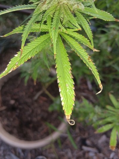 Need help white dots with brown tipped leaves