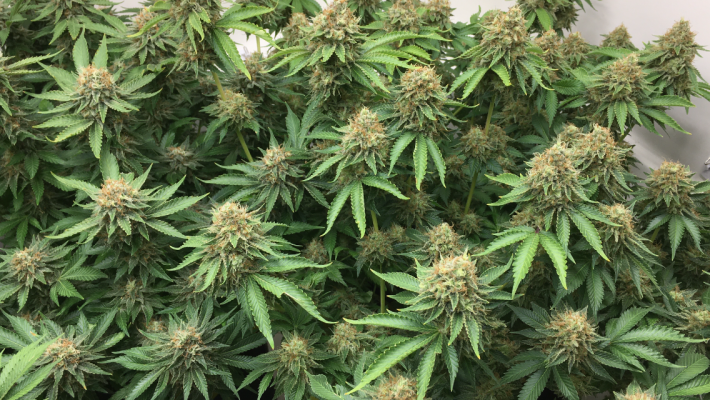 Schwer's First Grow Evah! Planning, Prep and Grow