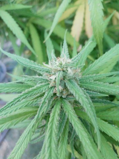Let's see your 2021 Outdoor Plants!