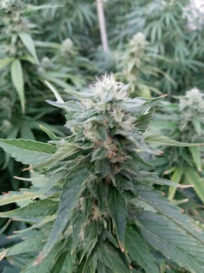Let's see your 2021 Outdoor Plants!
