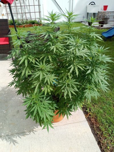 not-looking-too-healthy-some-buds-are-rotting-can-you-guys-help.jpg