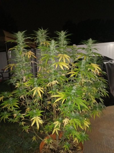 Not looking too healthy some buds are rotting ..can you guys help?!?!