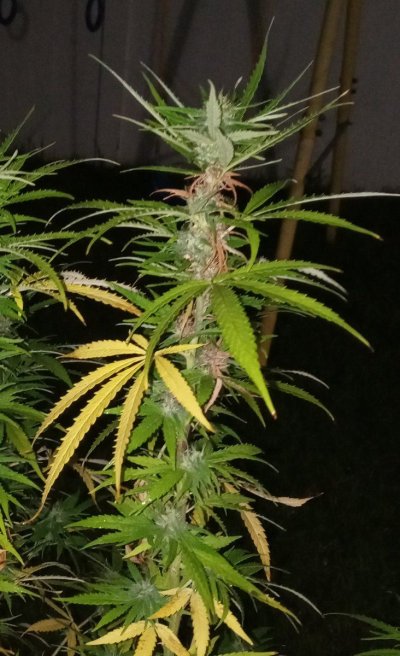 Not looking too healthy some buds are rotting ..can you guys help?!?!