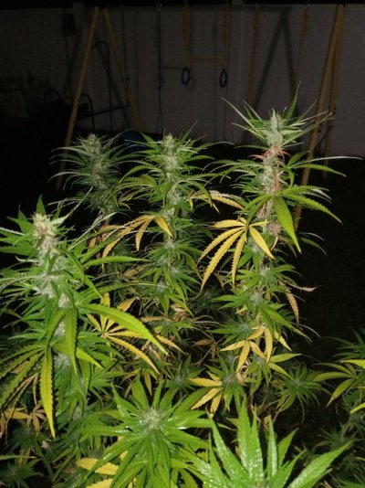 Not looking too healthy some buds are rotting ..can you guys help?!?!