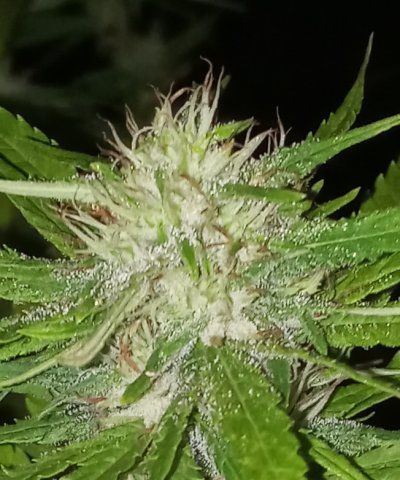 Not looking too healthy some buds are rotting ..can you guys help?!?!