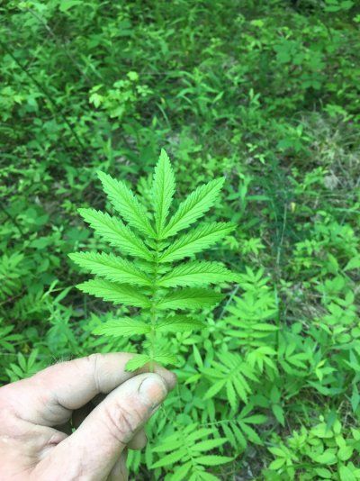 Let's see your 2021 Outdoor Plants!