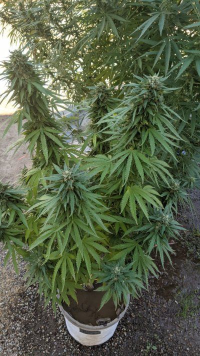 Let's see your 2021 Outdoor Plants!