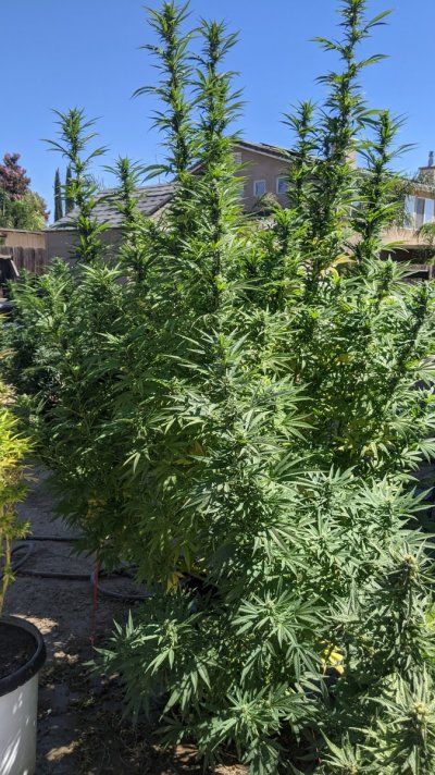 Let's see your 2021 Outdoor Plants!