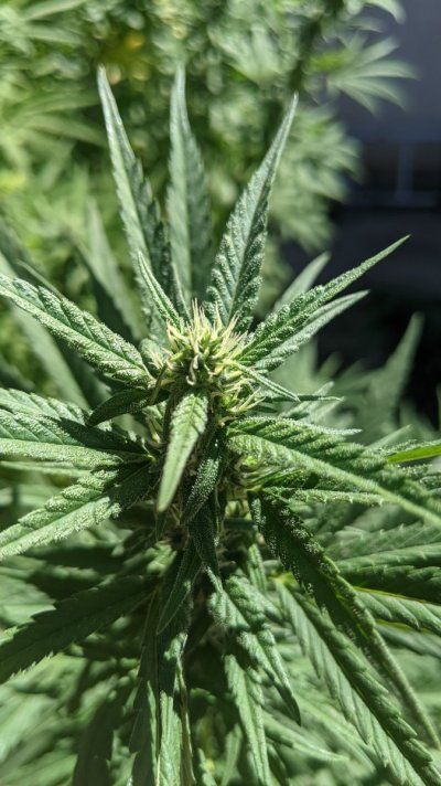 Let's see your 2021 Outdoor Plants!