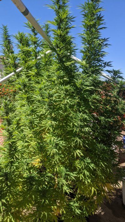 Let's see your 2021 Outdoor Plants!