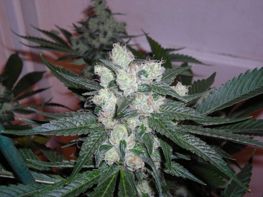 tcs-medical-garden.jpg