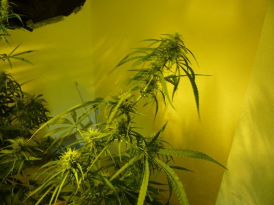 heavy pheno.JPG