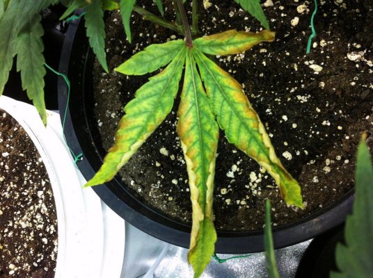Still yellowing crispy leaf edges. HELP!