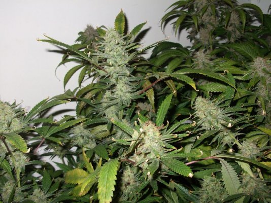 Double Stack Aero/DWC Flower Unit - Easy to build, high performance Hydroponics
