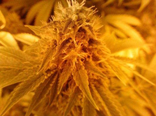 flower 021.JPG