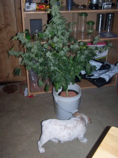 aurora-indica---igot5-5.jpg
