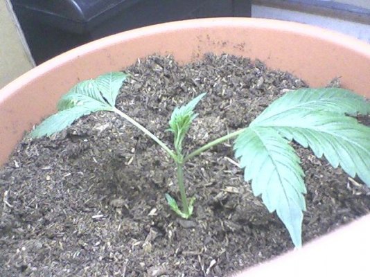 My little starters....