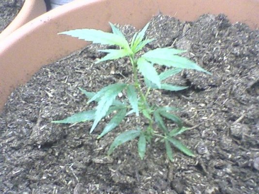 My little starters....