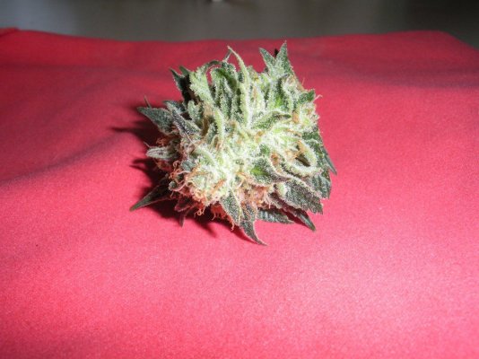DSCN1336.JPG