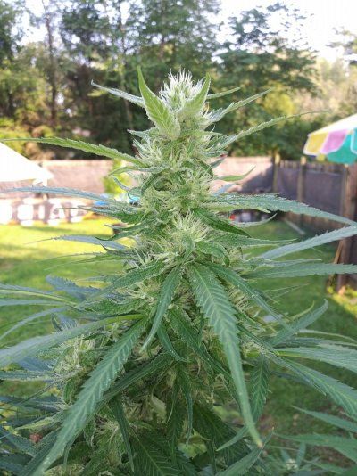 Let's see your 2021 Outdoor Plants!