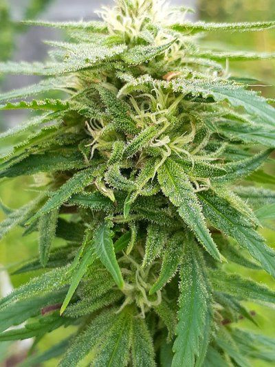 Strain [REDACTED].jpg