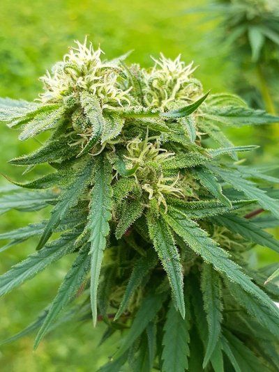 Strain [REDACTED]3.jpg