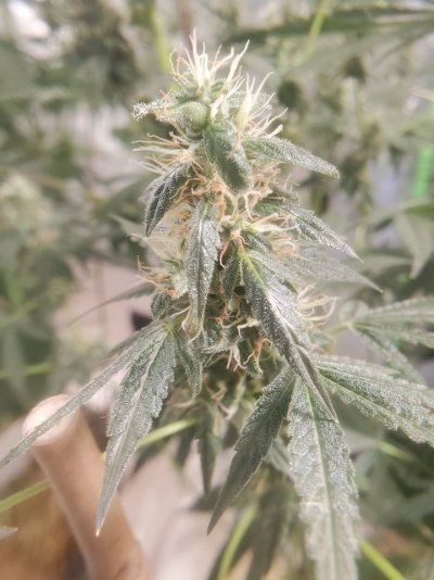 Howdy folks, I'm a new grower from SW Missouri!