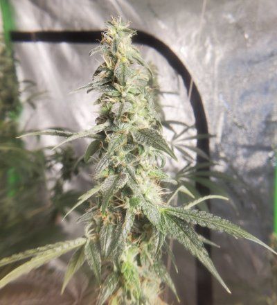 Howdy folks, I'm a new grower from SW Missouri!