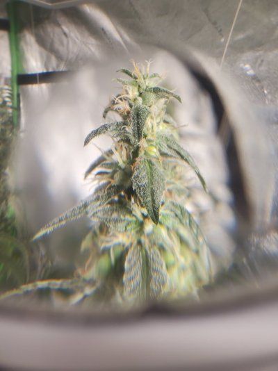 Howdy folks, I'm a new grower from SW Missouri!