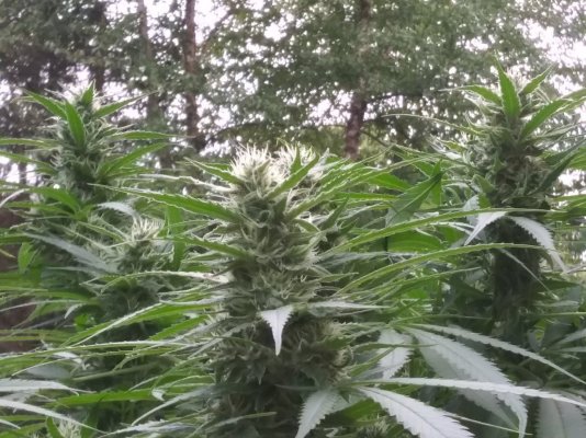 2021 pa outdoor grow indica strain.