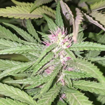 Let's see your 2021 Outdoor Plants!