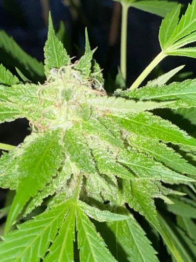 Burn from nuke em in flower