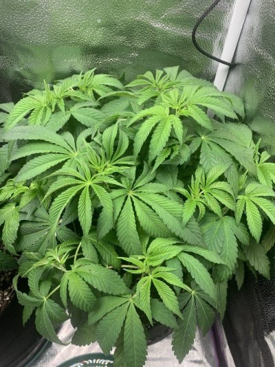help-with-grow-asap-thanks-3.jpeg