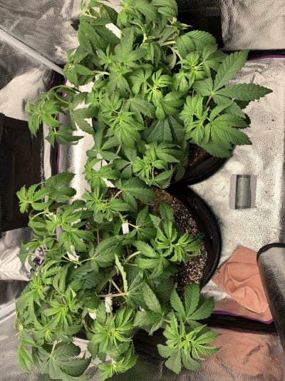 help-with-grow-asap-thanks-4.jpeg