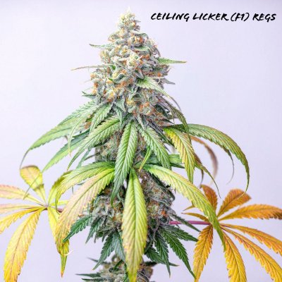 Romulan Genetics - Veteran Owned, Small Batch