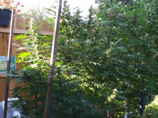 The Agent Orange is loving the afternoon sun.