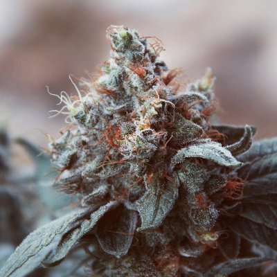 Hyp3rids | Introduction and Strain Info