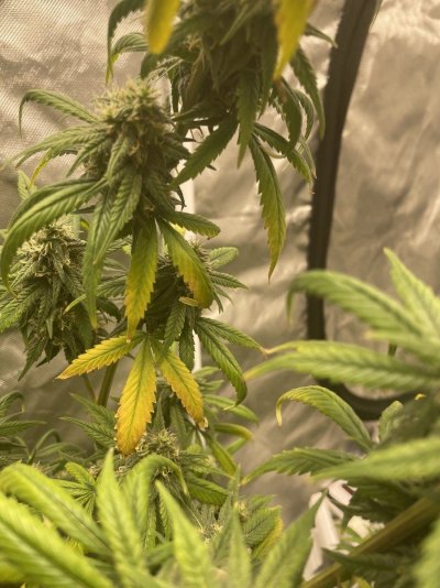 Sudden Yellowing During Flower. Help!
