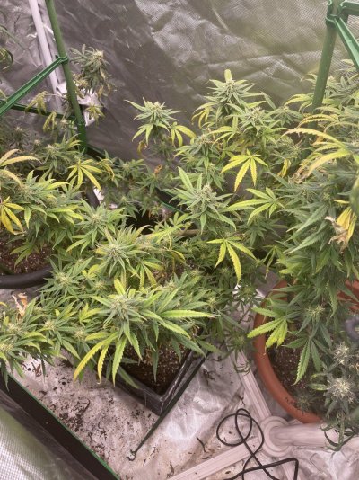 Sudden Yellowing During Flower. Help!