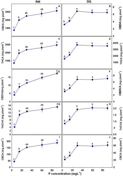New study on P accumulation in medical cannabis