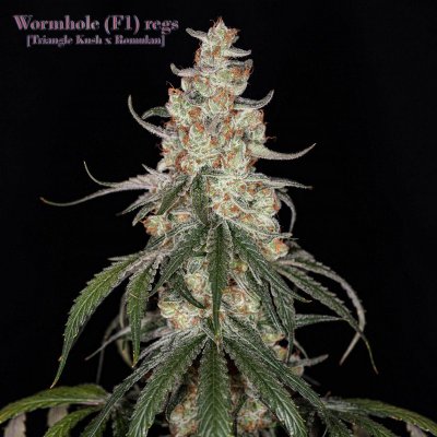 Romulan Genetics - Veteran Owned, Small Batch