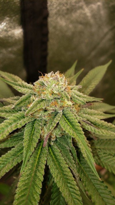 do-si-dos-33-ready-for-harvest-after-6-weeks-in-flower-6.jpg