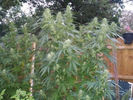 2021 pa outdoor grow indica strain.
