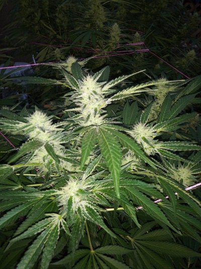 Looking for older agent orange strain