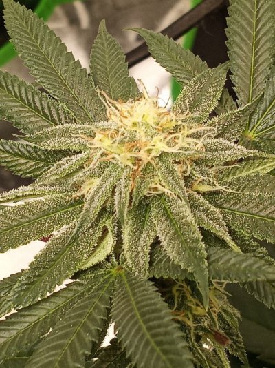 first-grow-any-suggesrions--low-yeild-6.jpg