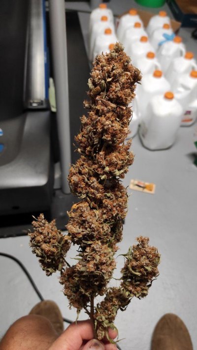 Chemdawg kola.jpg