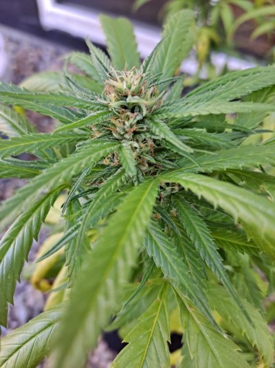 First time growing/harvesting need help