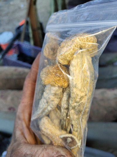 Beginner Growing medical inside for opiate withdrawal in illegal state