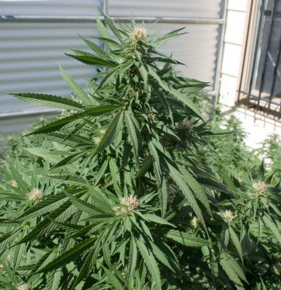 EngleODGH11_09-19-21.jpg