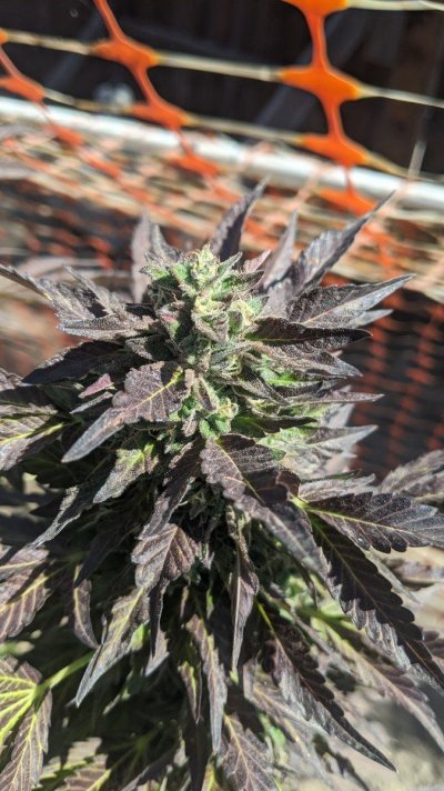 Let's see your 2021 Outdoor Plants!